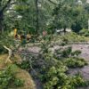 Tempête Austen : arbres au sol, routes entravées et coupures de courant dans les Plaines de Champagne